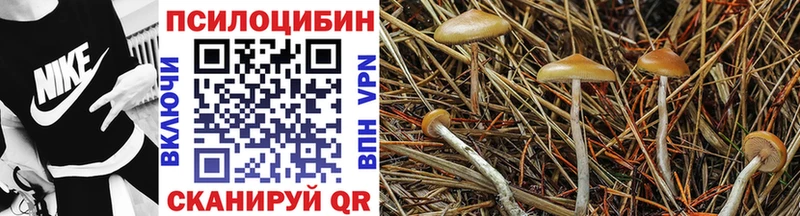 купить наркотик  Грязовец  hydra вход  Галлюциногенные грибы MAGIC MUSHROOMS 